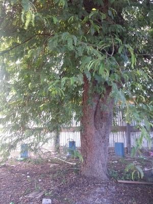 Mission Chapel Congregational Church Tamarind Tree image. Click for full size.