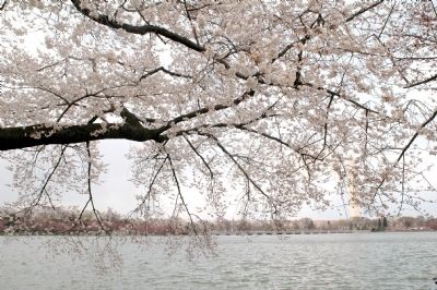 The Tidal Basin Through the Cherry Blossoms image. Click for full size.