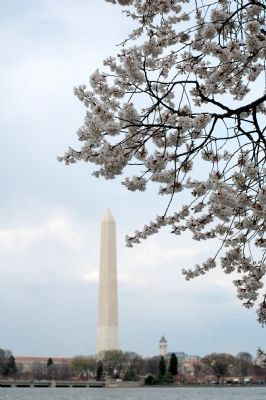 Cherry Blossoms image. Click for full size.