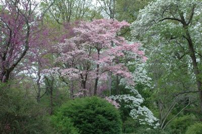 Flowering Redbud and Dogwood Trees image. Click for full size.