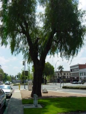 Pepper Tree image. Click for full size.