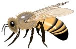Western Honeybee (Apis mellifera) image. Click for full size.