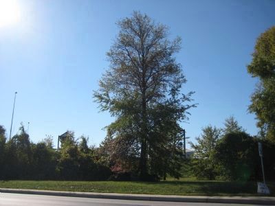 Oak Tree planted in 1967 image. Click for full size.