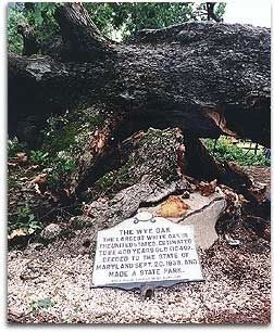 Marker and Tree Felled by Storm image. Click for full size.