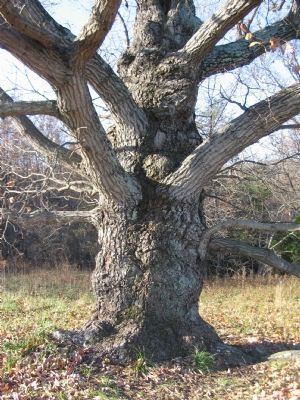 "Lookout" Tree Trunk with Scars image. Click for full size.