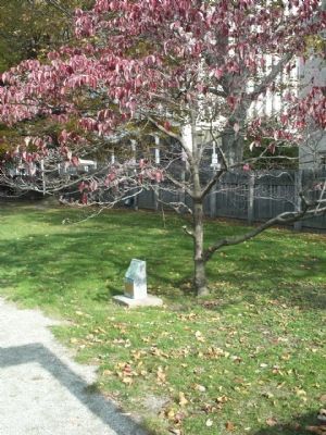 The Washington Elm is now the Washington Dogwood.. Click for full size. The Washington Elm is now the Washington Dogwood. image. Click for full size.