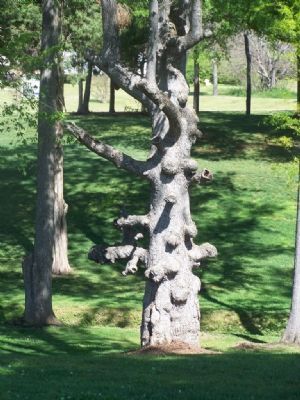 Campus Knotted Tree image. Click for full size.