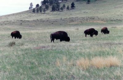 The area is still open country. These buffalo represent a source of the fur traded industry.. Click for full size. The area is still open country. These buffalo represent a source of the fur traded industry. image. Click for full size.