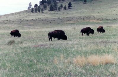 The area is still open country. These buffalo represent a source of the fur traded industry. image. Click for full size.