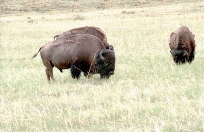 Buffalo For Robes. Click for full size. Buffalo For Robes image. Click for full size.