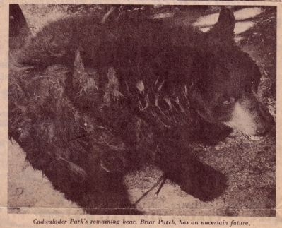 Briar Patch. Click for full size. Briar Patch image. Click for full size.