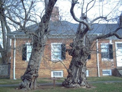 Two Catalpa Trees, silent witnesses to desolation and the ravages of war, still stand. image. Click for full size.