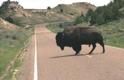 Bison have the "Right-of-Way" image. Click for full size.