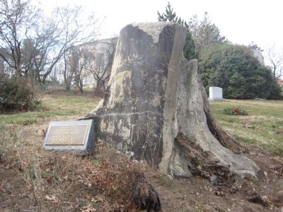 The Lincoln Oak Marker. Click for full size. The Lincoln Oak Marker image. Click for full size.
