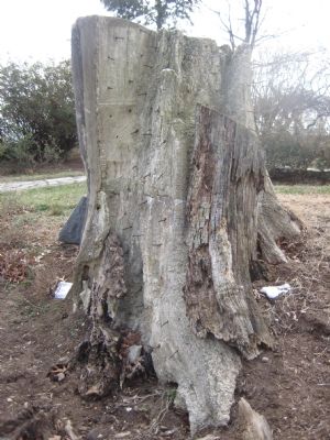 Trunk Remains. Click for full size. Trunk Remains image. Click for full size.