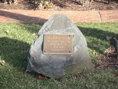 White Oak Marker. Click for full size. White Oak Marker image. Click for full size.