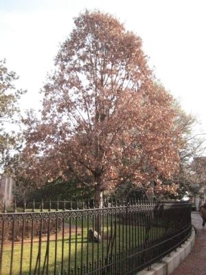 White Oak. Click for full size. White Oak image. Click for full size.