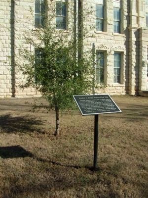 Stephen F. Austin Memorial Oak Tree and Marker. Click for full size. Stephen F. Austin Memorial Oak Tree and Marker image. Click for full size.