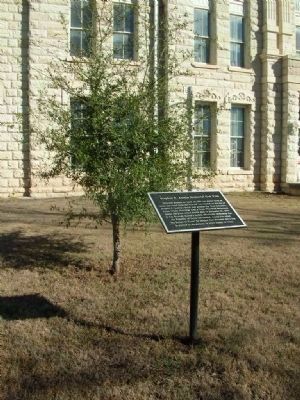 Stephen F. Austin Memorial Oak Tree and Marker image. Click for full size.