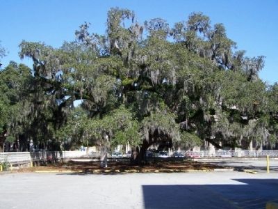 The Candler Oak, as mentioned in the Marker image. Click for full size.