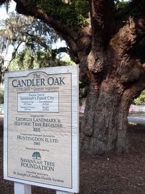 The Candler Oak image. Click for full size.