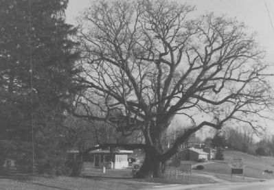 Richards Oak in 1981. Click for full size. Richards Oak in 1981 image. Click for full size.