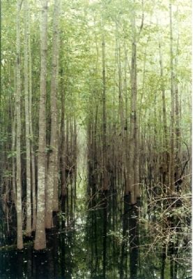 "Cut view " from Starting point looking Westward, thru the swamp image. Click for full size.