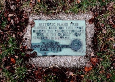 Historic Plane Tree / Washington Tree Marker. Click for full size. Historic Plane Tree / Washington Tree Marker image. Click for full size.