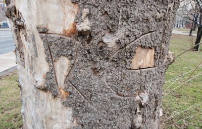 Damage to the Tree by Vandals. Click for full size. Damage to the Tree by Vandals image. Click for full size.