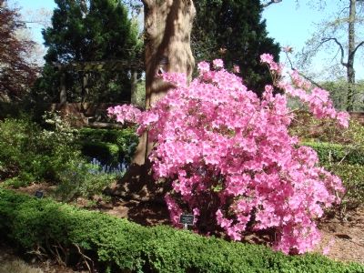 Rhododendron ‘Dream.’ Glenn Dale Azalea image. Click for full size.
