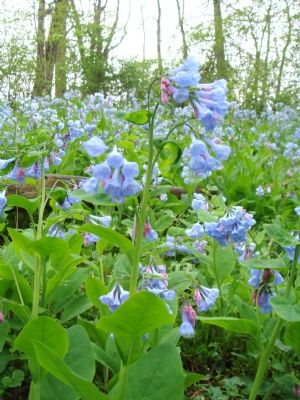 Field of Virginia Blue Bells on Wimpys Lane. Click for full size. Field of Virginia Blue Bells on Wimpys Lane image. Click for full size.