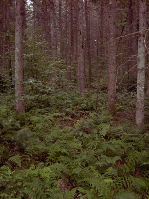 View of the forest today image. Click for full size.