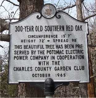 300 Year Old Southern Red Oak Marker. Click for full size. 300 Year Old Southern Red Oak Marker image. Click for full size.