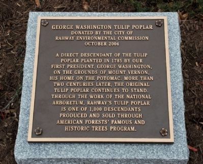 George Washington Tulip Poplar. Click for full size. George Washington Tulip Poplar image. Click for full size.