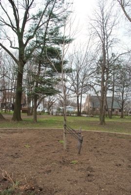 The George Washington Tulip Poplar in Rahway, NJ appears to be in very good health. image. Click for full size.