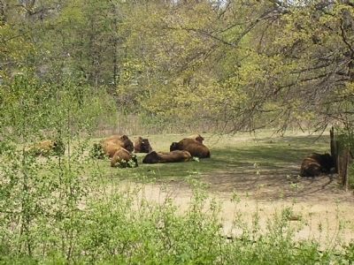 Bison at the Bronx Zoo image. Click for full size.
