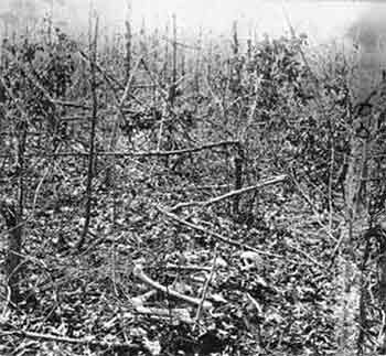 The Wilderness. Click for full size. The Wilderness image. Click for full size.