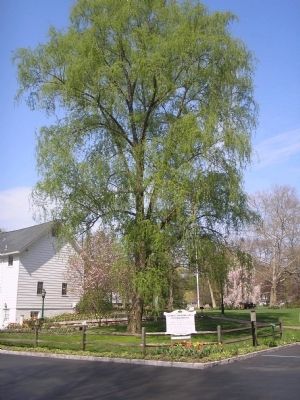 Weeping Willow Tree. Click for full size. Weeping Willow Tree image. Click for full size.