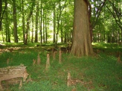 A Bald Cypress and Its "Knees" at Gabrielson Gardens Park image. Click for full size.