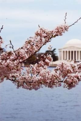 Cherry Blossoms image. Click for full size.