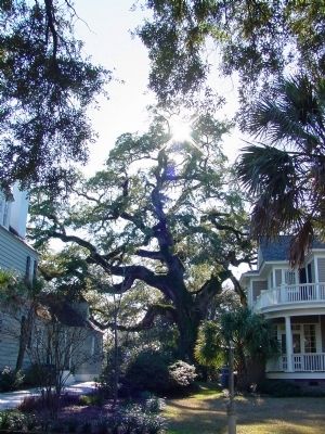 South Carolina Champion Oak image. Click for full size.