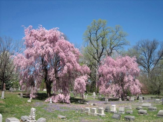 Weeping cherry trees and violets in the lawn create a romantic Victorian setting in the cemetery. image. Click for full size.