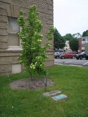 George Washington Tree. Click for full size. George Washington Tree image. Click for full size.