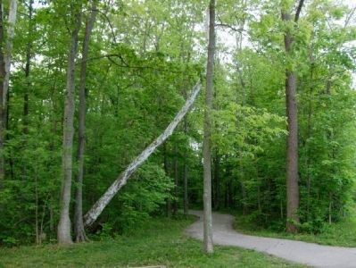 One of the many trails in Potter's Bridge Park. image. Click for full size.