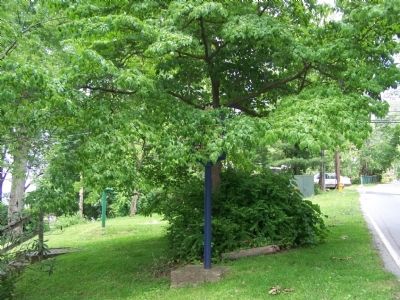 Marker is in a small park concealed by a tree. image. Click for full size.