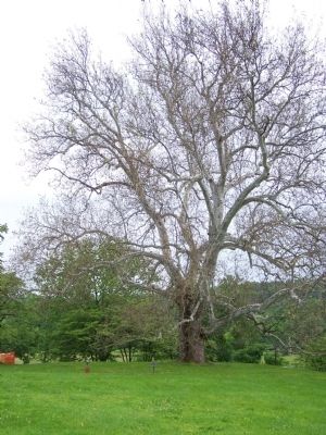 Sycamore Tree over 220 years old. image. Click for full size.