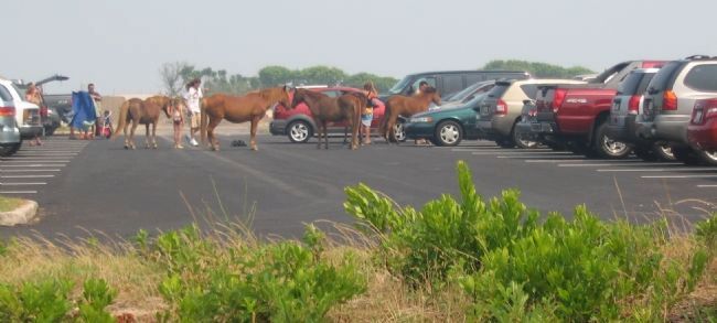 Ponies in the Parking Lot image. Click for full size.