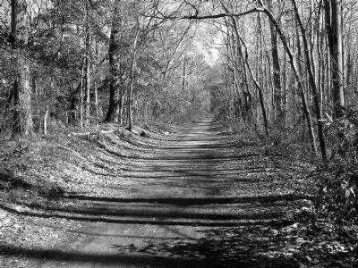 First Landing State Park Cape Henry Bike Trail. Click for full size. First Landing State Park Cape Henry Bike Trail image. Click for full size.
