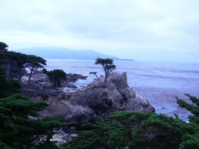 Lone Cypress image. Click for full size.