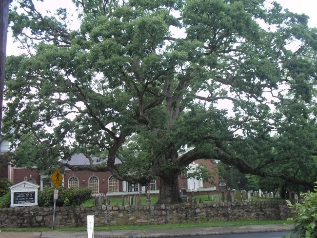 600 Year Old Oak Tree image. Click for full size.